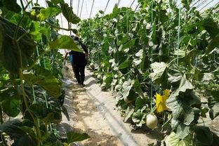 草坪吃瓜视频,吃瓜视频带你领略欢乐时光