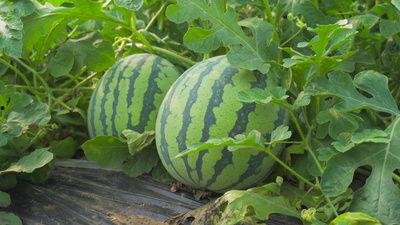 河北汾阳吃瓜视频,一场夏日乡村的欢乐盛宴