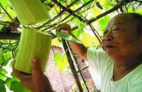 砍瓜真能砍着吃吗视频,砍瓜真能砍着吃？揭秘神奇瓜果的食用奥秘