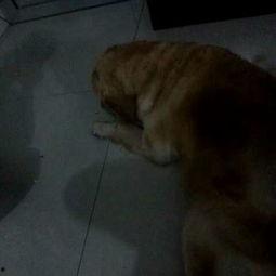 狗老师吃瓜视频大全下载,趣味横生的搞笑瞬间大盘点