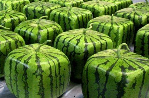 中国正宗吃瓜视频,趣味视频带你领略民间风情