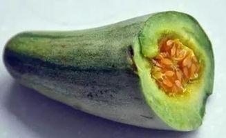 儿童吃牛角瓜视频