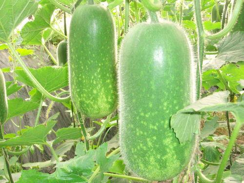 韩城吃瓜现场视频大全,视频大全揭秘幕后真相