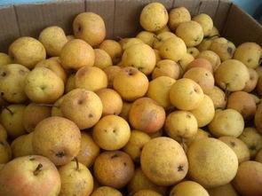 梨瓜软了可以吃吗视频,梨瓜软了还能吃吗？视频揭秘真相