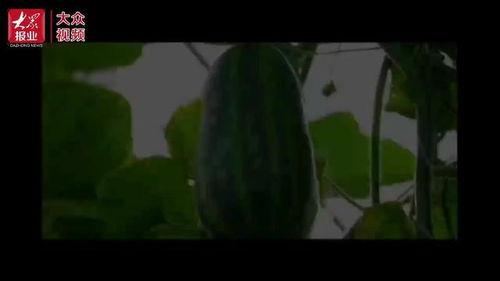 瓜仔们吃瓜视频,揭秘娱乐圈幕后故事  第3张