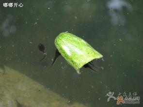 吃瓜群众小蝌蚪视频 第2张 吃瓜群众小蝌蚪视频 第2张