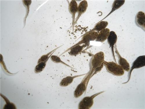 吃瓜群众小蝌蚪视频 第3张 吃瓜群众小蝌蚪视频 第3张