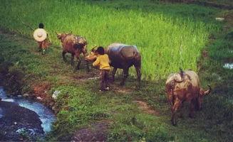 农村放牛吃瓜视频大全,农村放牛吃瓜欢乐时光大盘点