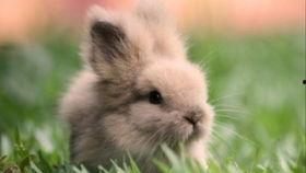 兔子可以吃四月瓜吗视频,揭秘宠物饮食之谜