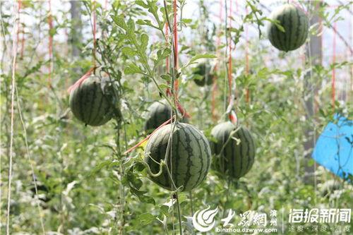 临沂吃瓜网红事件视频,揭秘网络舆论的风暴与真相 第3张 临沂吃瓜网红事件视频,揭秘网络舆论的风暴与真相 第3张