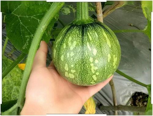 小梧桐吃瓜视频,揭秘娱乐圈幕后故事  第2张