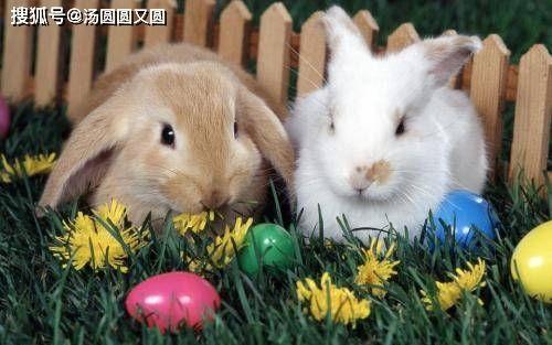 小兔会吃洋瓜吗视频教程  第3张