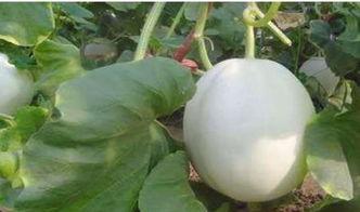 猪吃白兰瓜的视频大全图片,趣味视频大盘点  第1张