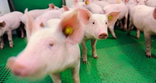 猪吃白兰瓜的视频大全图片,趣味视频大盘点  第2张