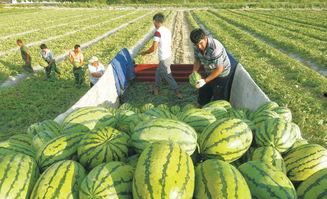 句容吃瓜大赛视频播放在哪看,句容吃瓜大赛视频播放平台一览 第3张 句容吃瓜大赛视频播放在哪看,句容吃瓜大赛视频播放平台一览 第3张