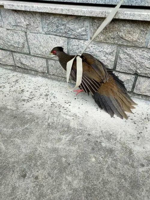 吃瓜遛鸟视频下载,轻松获取热门娱乐内容 第2张 吃瓜遛鸟视频下载,轻松获取热门娱乐内容 第2张