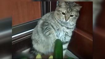 吃瓜小猫劝架视频在线观看,网络视频引发热议  第1张