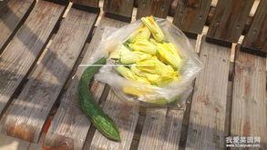 拉瓜花怎么吃视频,跟随视频学习家常烹饪技巧  第3张