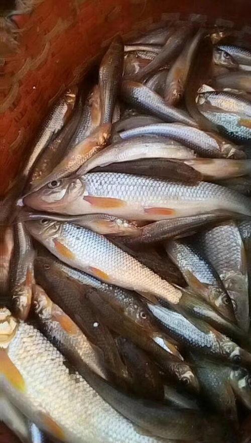 糟瓜鱼小朋友可以吃吗视频,安全与营养并重  第2张