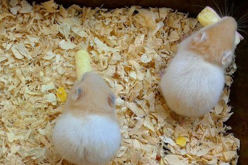 哈密瓜怎么喂给仓鼠吃视频,哈密瓜喂食教程