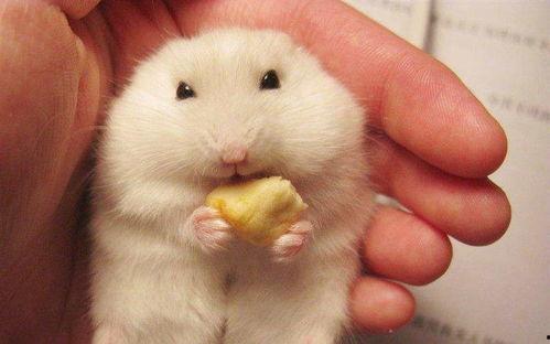 哈密瓜怎么喂给仓鼠吃视频,哈密瓜喂食教程 第2张 哈密瓜怎么喂给仓鼠吃视频,哈密瓜喂食教程 第2张