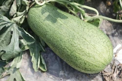 玉菇瓜怎么切方便吃视频 第3张 玉菇瓜怎么切方便吃视频 第3张