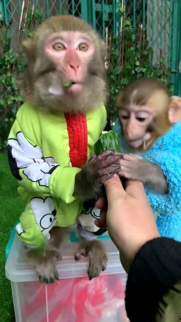 小猴吃瓜视频大全