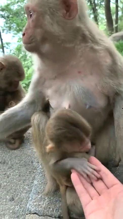 小猴吃瓜视频大全 第3张 小猴吃瓜视频大全 第3张