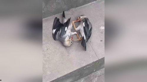 提笼鸟群众吃瓜视频,揭秘网络视频背后的社会现象 第2张 提笼鸟群众吃瓜视频,揭秘网络视频背后的社会现象 第2张