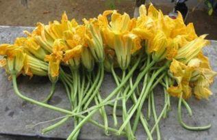 南瓜苗的瓜花可以吃吗视频,美味可口的天然食材探索 第1张 南瓜苗的瓜花可以吃吗视频,美味可口的天然食材探索 第1张