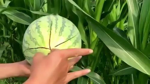 破手瓜怎么吃最好视频教学,视频教学带你轻松上手  第3张