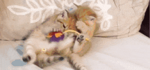 吃瓜群众小猫咪录视频  第2张