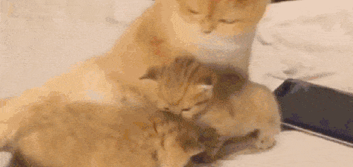 吃瓜群众小猫咪录视频  第3张