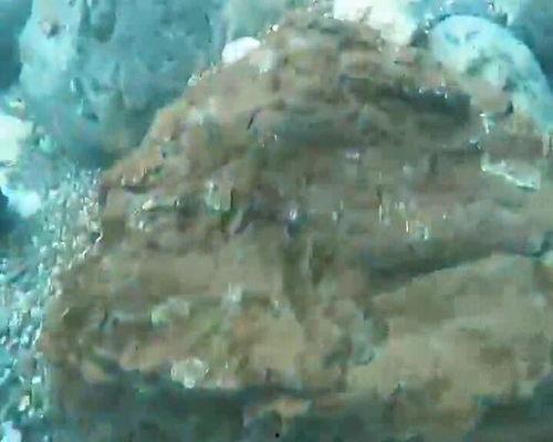 水下吃瓜视频,揭秘神秘海底的“吃瓜”瞬间  第3张